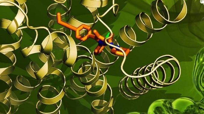 cannabinoid-receptor-by-yekaterina-kadyshevskaya-the-stevens-laboratory-university-of-southern-california-1024 cannabinoid receptor