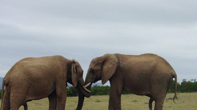elephants-by-pixabay-and-1575280-1024 elephants, bragging