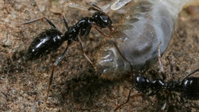 ethiopian-ant-1024