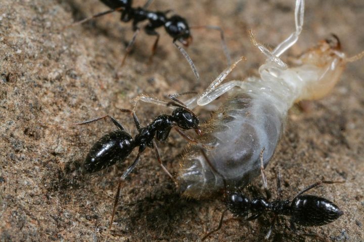 Ethiopian ant killing a termite