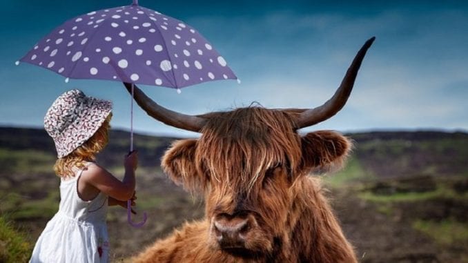 girl-and-highland-cow-by-pixabay-and-atdsphoto-1024 Girl and highland cow