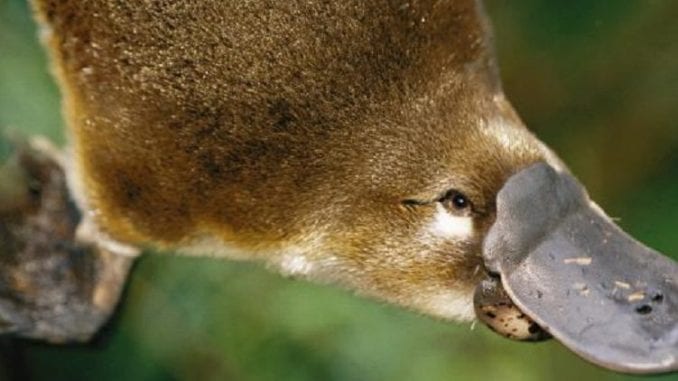 platypus-1024