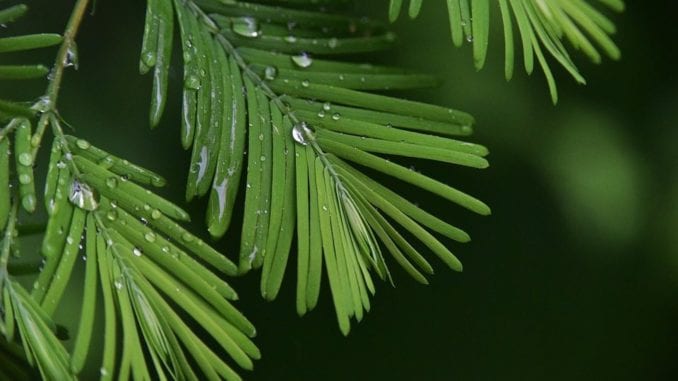 subtropical-rainfall subtropical rainfall