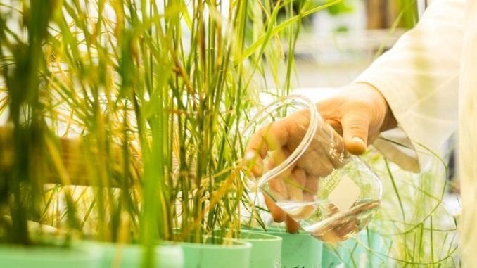 Transgenic grass