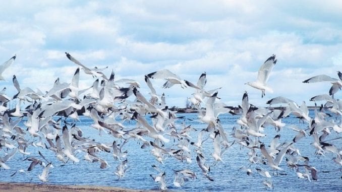 sea-gulls-by-pixabay-and-jill111-1024