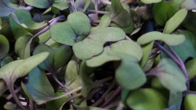 Red cabbage microgreens 1024 red cabbage