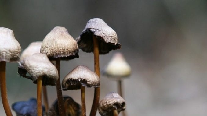psilocybin, magic mushrooms