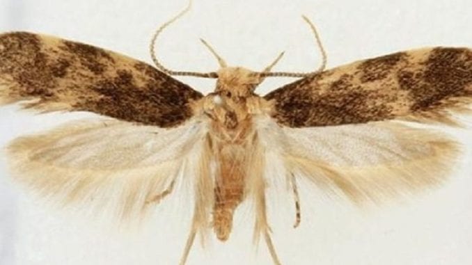 Moth-by-Martin-F.V.-Corley 1024