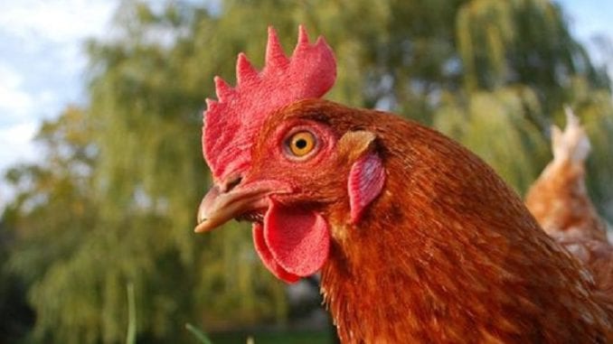 chicken 1024 chicken by Farm Sanctuary