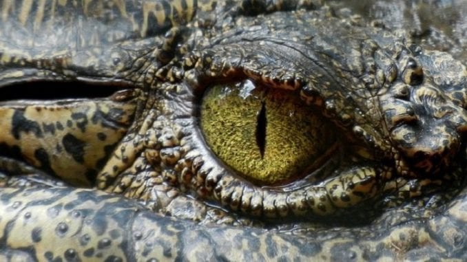 crocodile by pixabay and Angelo_Giordano 1024 crocodile, neurocinematic methods