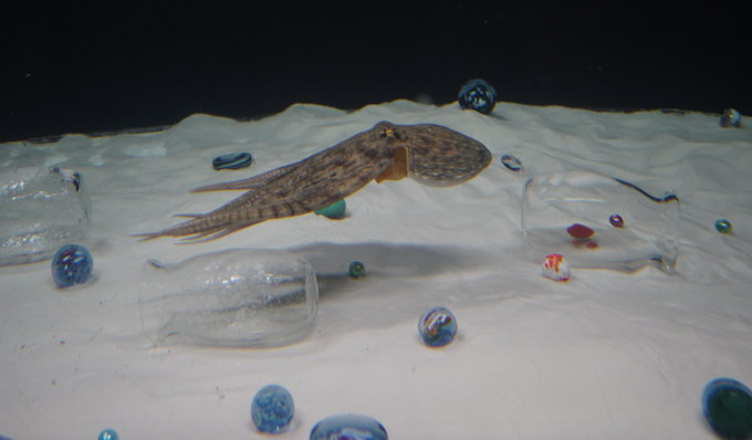 Shimabuku: Art with a twist of octopus and limes - Trebuchet